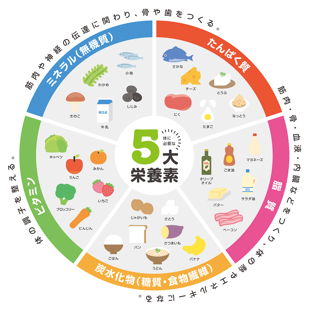 5大栄養素を表と図でわかりやすく解説!それぞれの役割と 大栄養素との比較 | Every New Day